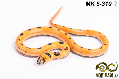 hadi na prodej, mládě, český chov hadů, odchov hadů, mojihadi.cz, Lampropeltis, mexcampb, magmaking, lampropeltis hybrid, lampropeltis mexicana, lampropeltis triangulum campbelli, special snakes, Mexican Kingsnake, Pueblan Milksnake, korálovka